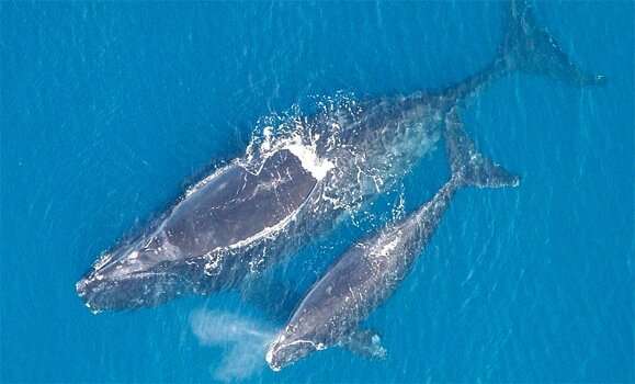 Listening for right whales in the ocean deeps