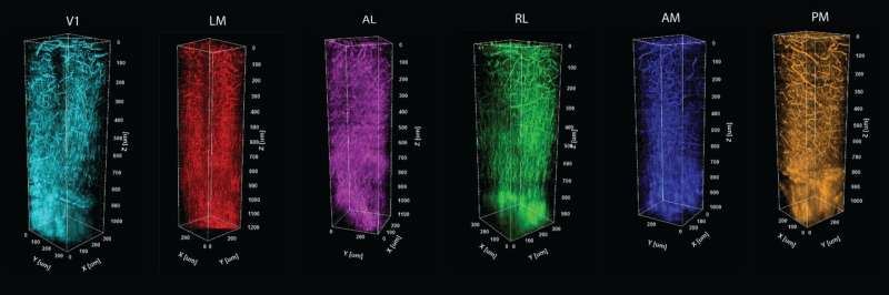 Live imaging method brings structural information to mapping of brain function