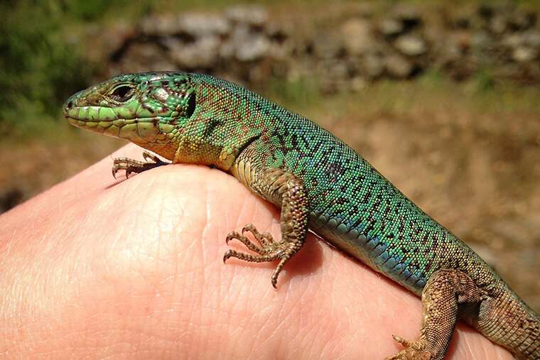 Lizards develop new 'love language'