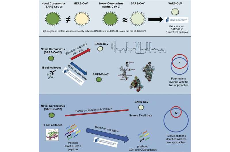 LJI scientists identify potential targets for immune responses to novel coronavirus