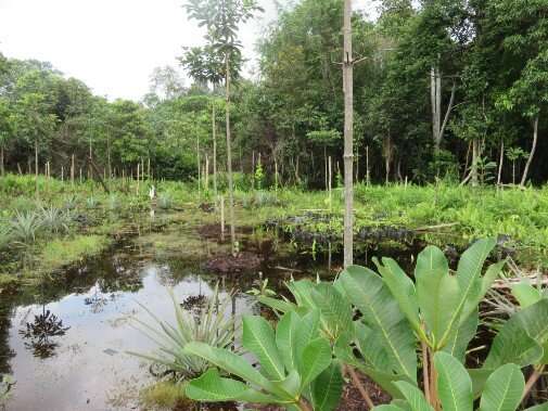 Local community involvement crucial to restoring tropical peatlands