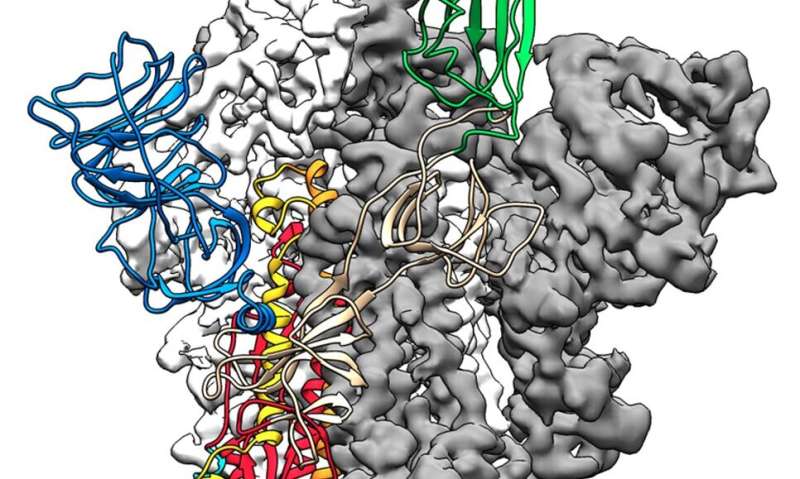 Locking down shape-shifting spike protein aids development of COVID-19 vaccine