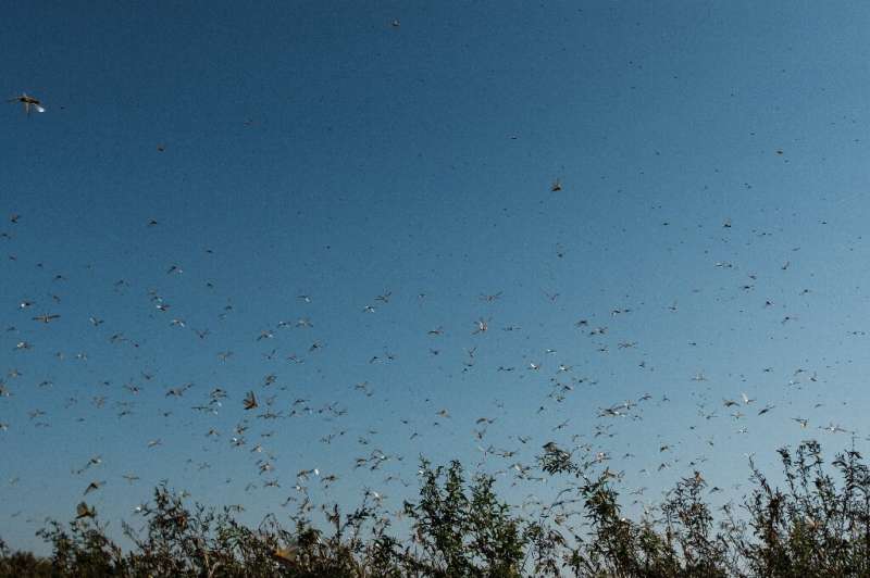 Locusts arrived in South Sudan this week after hitting Ethiopia, Somalia, Kenya, Djibouti, Eritrea, Tanzania, Sudan and Uganda