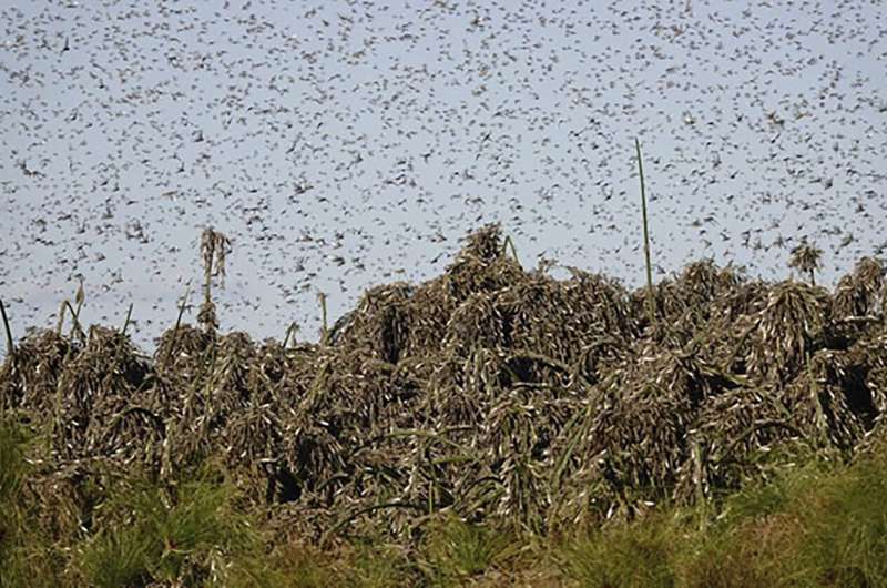Locusts now threatening parts of southern Africa, UN says