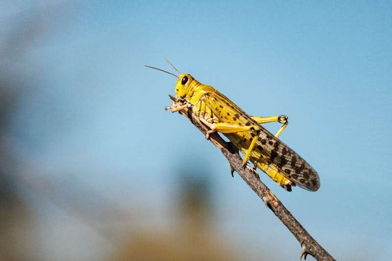 Locusts swarms are threatening food supplies in East Africa, where 12 million are already going hungry
