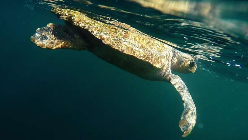 Loggerhead turtles record a passing hurricane