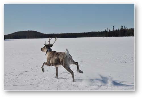 Logging threatening endangered caribou