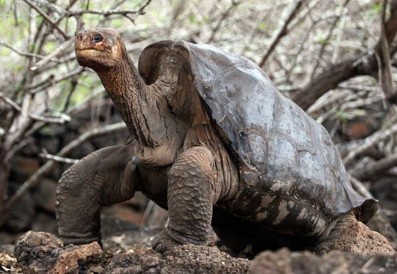 Lonely George, the last giant tortoise of the Pinta species, is seen at Galapagos National Park on Santa Cruz Island in June 200