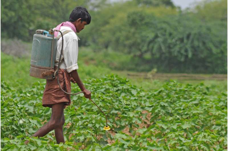 Long-term analysis shows GM cotton no match for insects in India