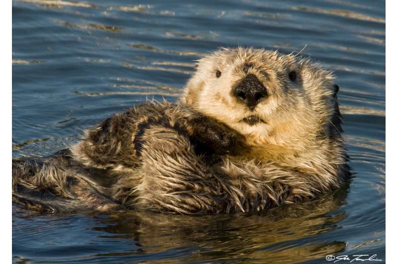Loss of sea otters accelerating the effects of climate change