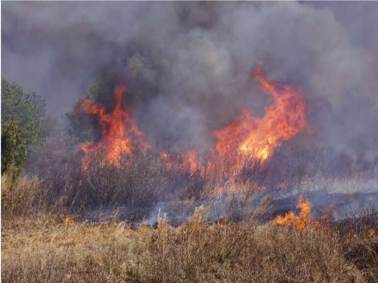 Low-severity fires enhance long-term carbon retention of peatlands