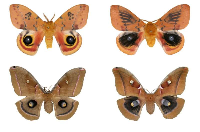 Lyin' eyes: Butterfly, moth eyespots may look the same, but likely evolved separately