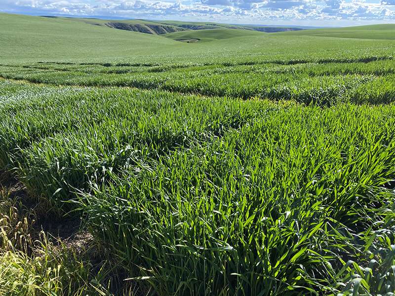 'Madsen' wheat as source of disease resistance