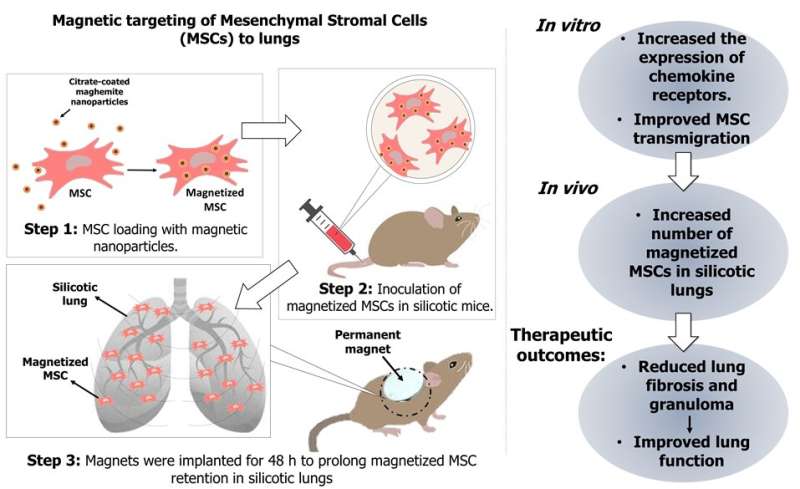 Magnetic guidance improves stem cells' ability to treat occupational lung disease