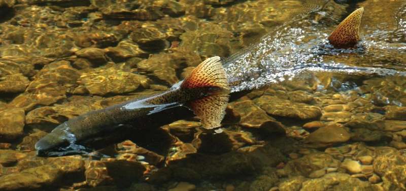 Magnetic pulses alter salmon's orientation, suggesting they navigate via magnetite in their tissue