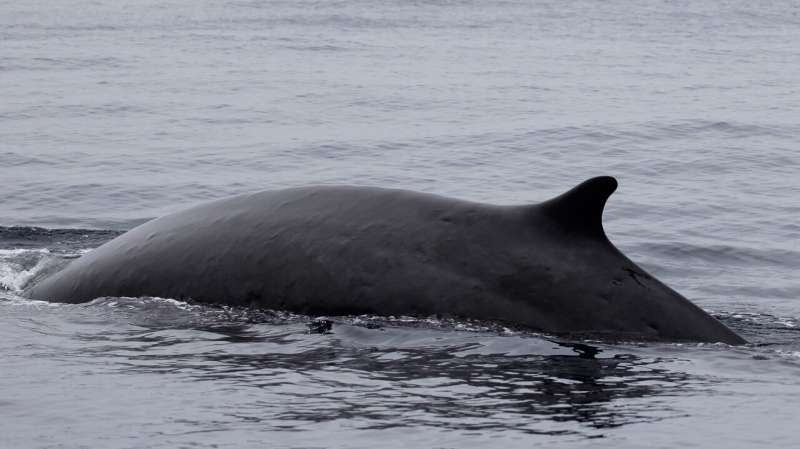 Male fin whales surprise scientists by swapping songs