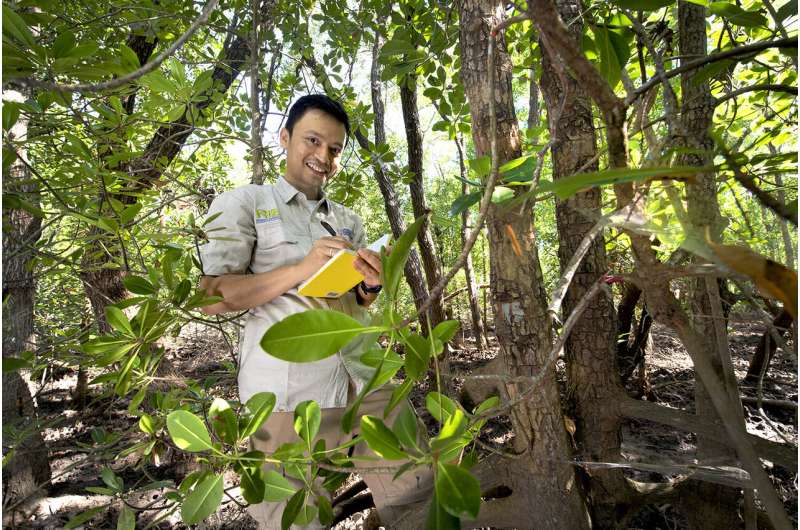 Mangroves could turn tide on carbon output