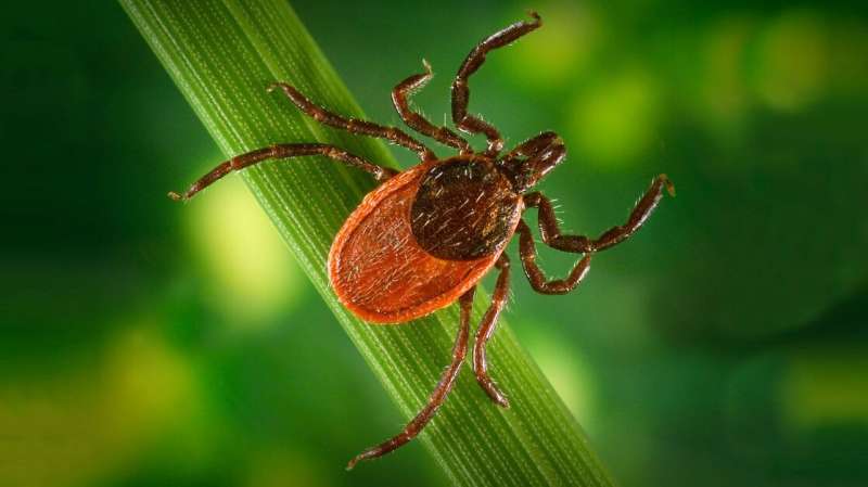 Many lyme disease cases go unreported; A new model could help change that