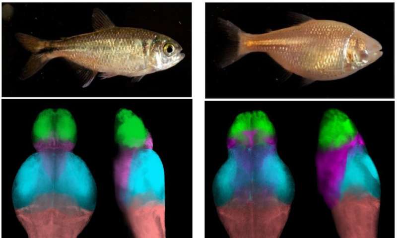 Mapping cavefish brains leads to neural origin of behavioral evolution