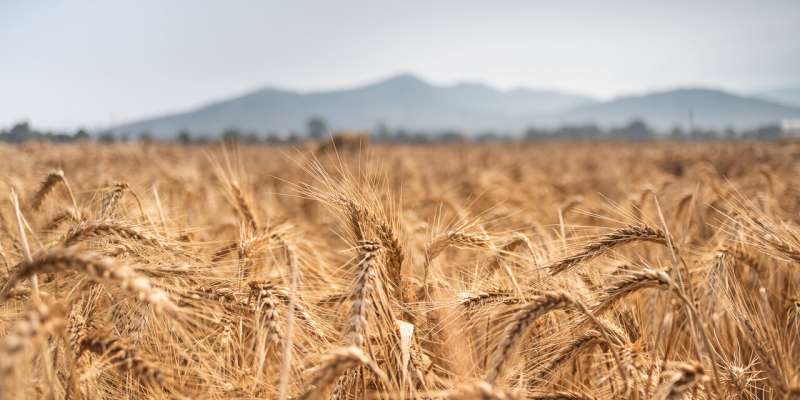Massive-scale genomic study reveals wheat diversity for crop improvement