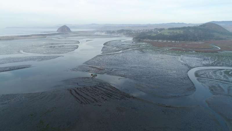 Massive seagrass die-off leads to widespread erosion in a California estuary