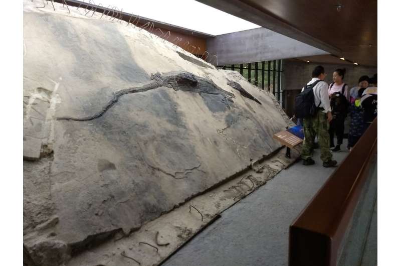 Massive, well-preserved reptile found in the belly of a prehistoric marine carnivore
