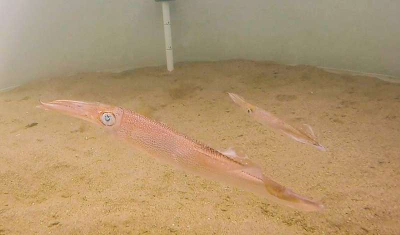 Mating squid don’t stop for loud noises