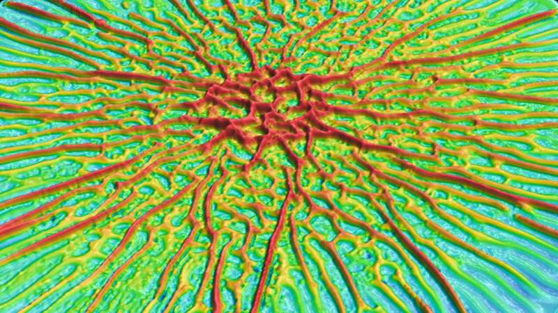 Mechanical forces shape bacterial biofilms’ puzzling patterns