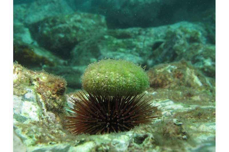 Mediterranean sea urchins are more vulnerable than previously thought