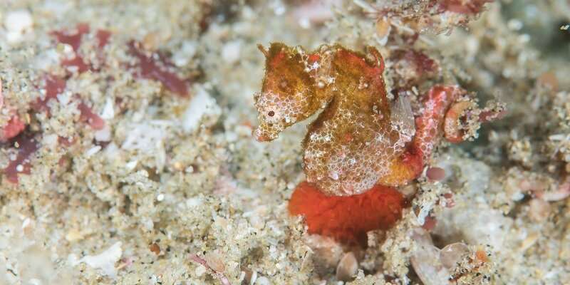 Meet Africa’s first pygmy seahorse species
