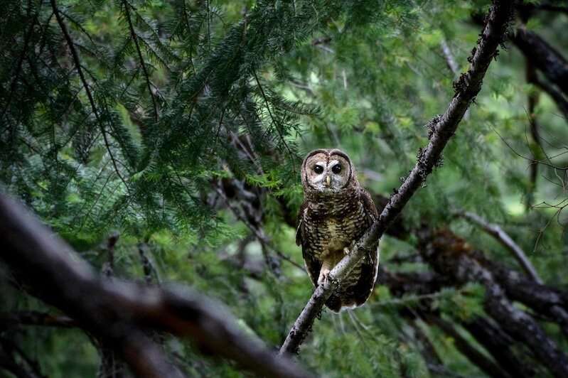 Megafire does not deter Yosemite's spotted owls
