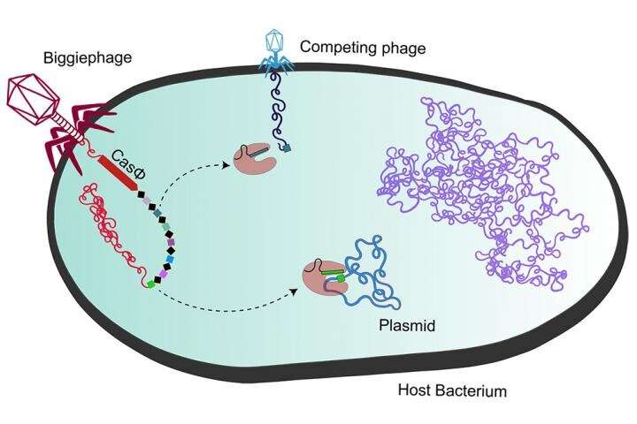 Megaphages harbor mini-Cas proteins ideal for gene editing