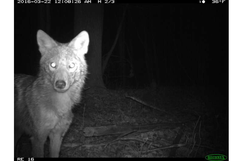Michigan coyotes: What's for dinner depends on what the neighbors are having