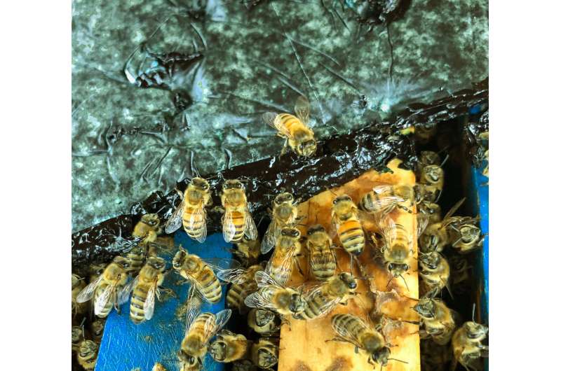 Microalgae food for honey bees