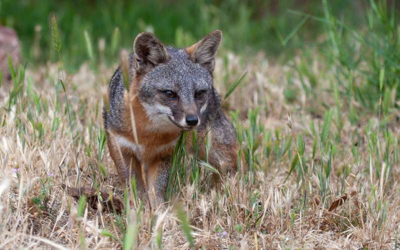 Microbes linked to cancer in threatened California foxes, report Princeton researchers