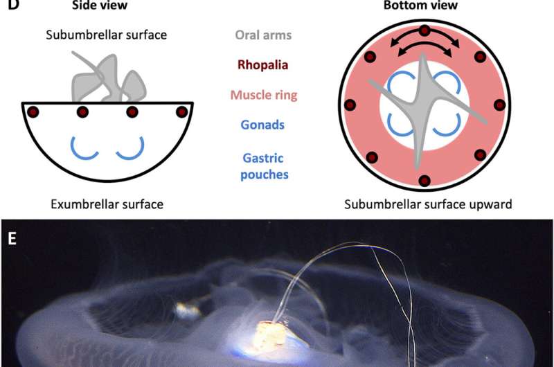 Microelectronics embedded in live jellyfish enhance propulsion