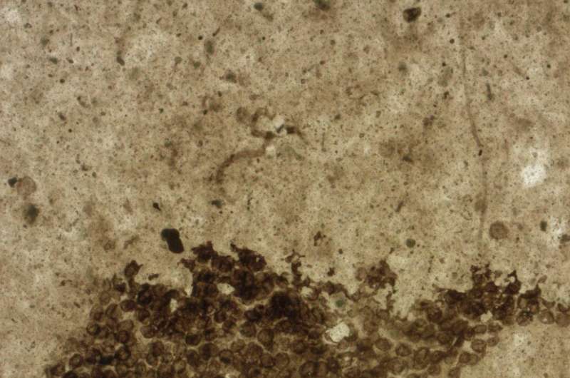 Microfossil spectroscopy dates Earth’s first animals