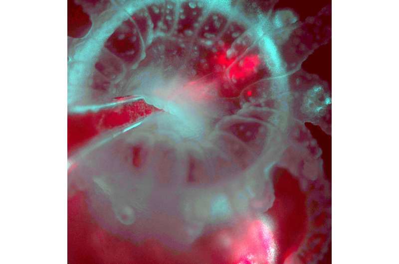 Microscope allows gentle, continuous imaging of light-sensitive corals