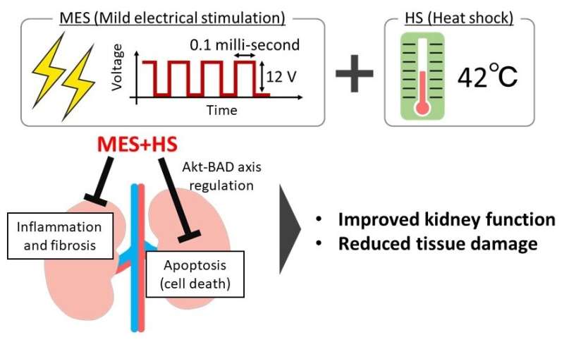 Mild electrical stimulation with heat shock ameliorates kidney disease