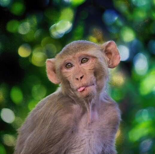 Mimicking SARS-CoV-2 nasal infection in monkeys