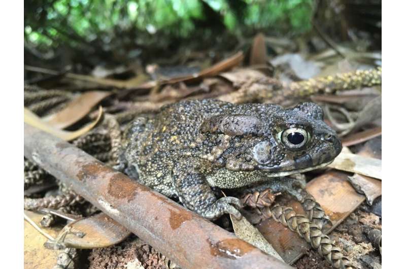 Miniature guttural toads on Mauritius and R&amp;#233;union stun researchers