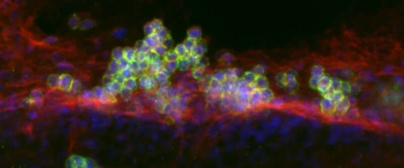 Molecular landscape of the hematopoietic stem cell cradle