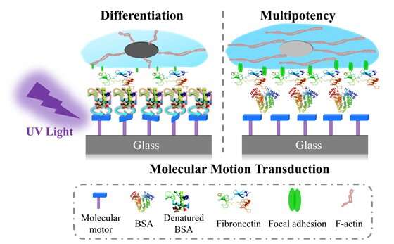 Molecular motors direct the fate of stem cells