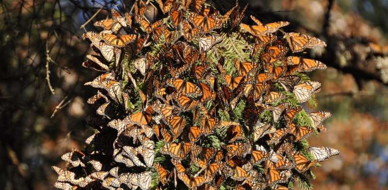 Monarch butterflies' spectacular migration is at risk—an ambitious new plan aims to save it