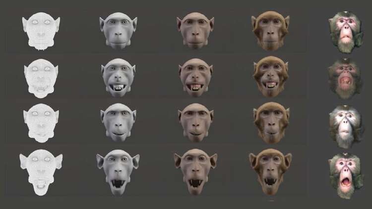 Monkeys appreciate lifelike animation