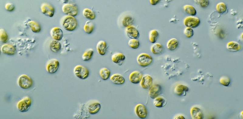 More protein and good for the planet: 9 reasons we should be eating microalgae