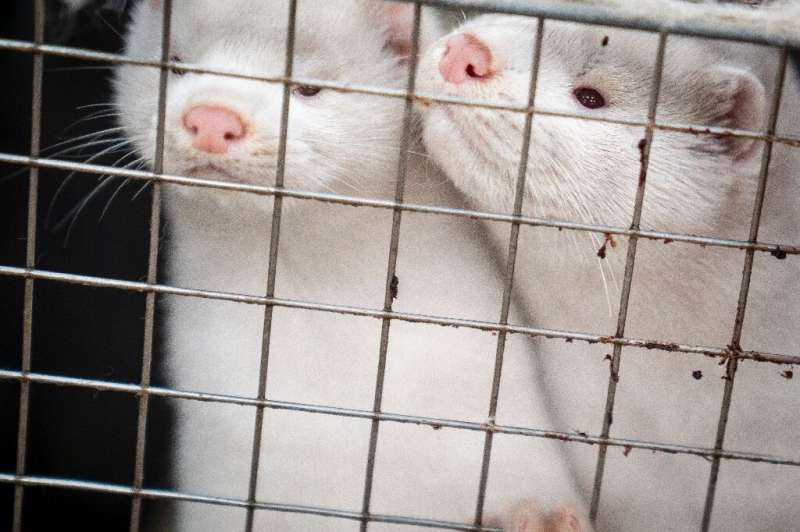 More than 15 million minks are slated to be culled in Denmark