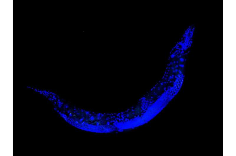 Mother roundworms have ultra-protective instincts