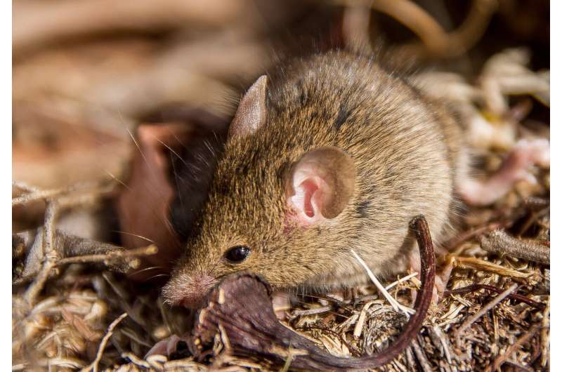 mouse australia