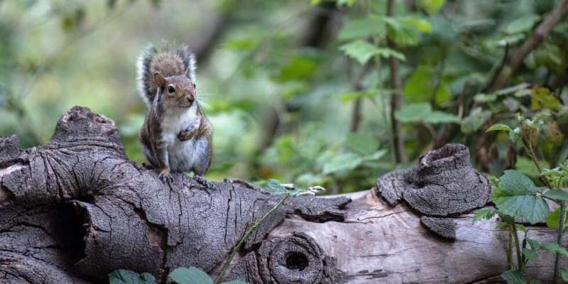 Moving out early improves squirrels’ odds of surviving winter, new study shows